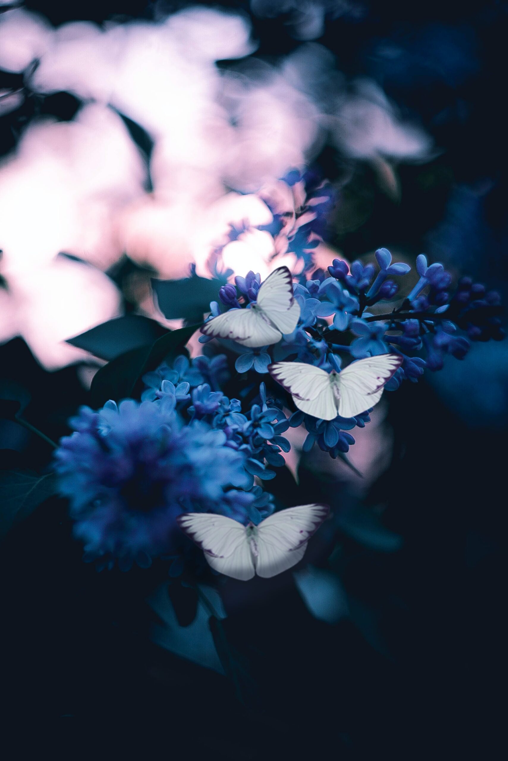 Schmetterlinge die auf einem blühenden Zweig sitzen, alles ist leicht blau getönt.